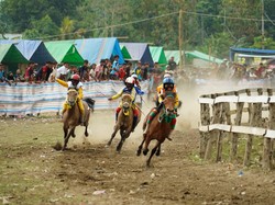 Mengenal 3 Jenis Kuda di NTB: Sumbawa, Bima, dan Lombok