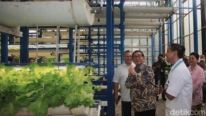 Pertanian Hidroponik Cilandak Jadi Sorotan Gubernur Pramono