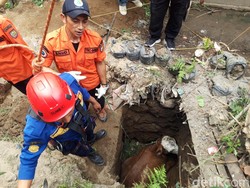 Byur! Sapi Bobot 500 Kilo Nyemplung Septic Tank di Musuk Boyolali