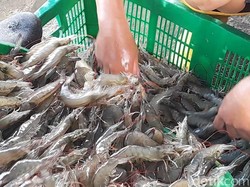 Petambak Udang di Brebes Sambat Harga Anjlok Terdampak Isu Radioaktif