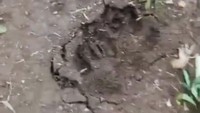 Jejak Misterius di Lembang Bikin Heboh, Terungkap Milik Hewan Ini