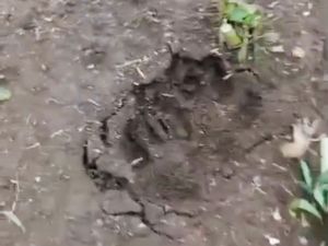 Heboh Jejak Misterius di Lembang, Warga Khawatir Macan Tutul Kabur Heboh Jejak Misterius di Lembang, Warga Khawatir Macan Tutul Kabur
