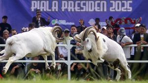 Serunya Nonton Adu Ketangkasan Domba Garut Piala Presiden 2025