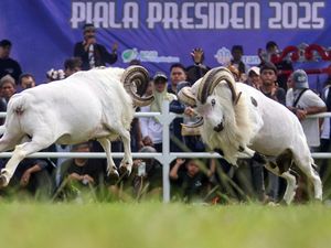 Serunya Nonton Adu Ketangkasan Domba Garut Piala Presiden 2025 Serunya Nonton Adu Ketangkasan Domba Garut Piala Presiden 2025