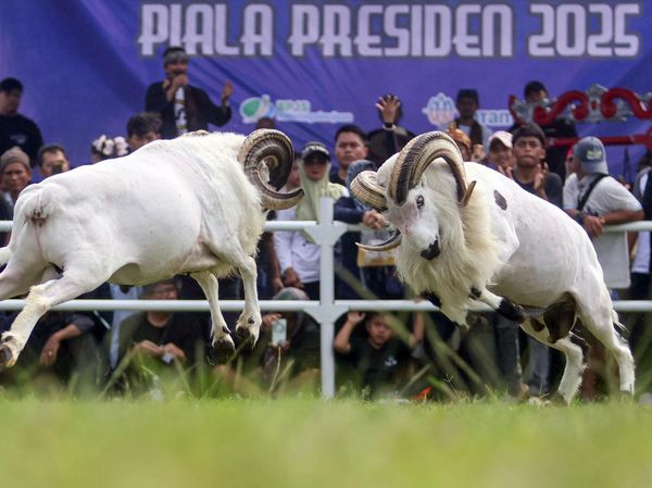 Serunya Nonton Adu Ketangkasan Domba Garut Piala Presiden 2025