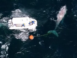 Video: Momen Penyelamatan Paus Bungkuk dari Jeratan Pancing di Australia