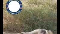 Meme Singa di logo Chelsea lagi kelelahan usai kalah dua laga beruntun. Foto: dok. Internet/X (Twitter)