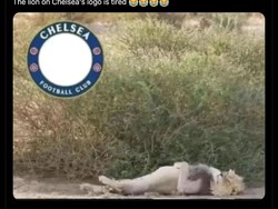 Meme Singa di logo Chelsea lagi kelelahan usai kalah dua laga beruntun. Foto: dok. Internet/X (Twitter)