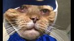 Meme Kocak Chelsea Digebuk MU usai Dihajar Bayern