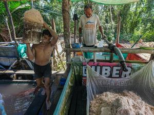 Mengintip Proses Tradisional Perajin Kendari Olah Tepung Sagu