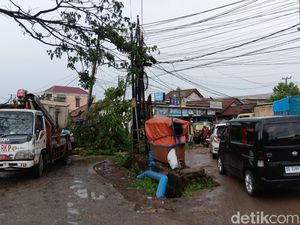 Pohon Tumbang di Macan Lindungan Saat Hujan, Satu Ruas Jalan Tertutup Pohon Tumbang di Macan Lindungan Saat Hujan, Satu Ruas Jalan Tertutup