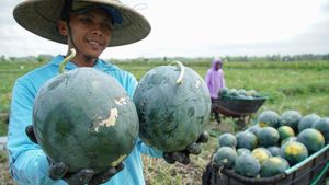 Rotasi Tanam Jadi Jurus Petani Lumajang Hadapi Ancaman Hama Tikus
