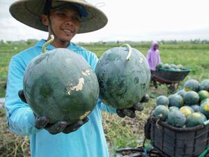 Rotasi Tanam Jadi Jurus Petani Lumajang Hadapi Ancaman Hama Tikus