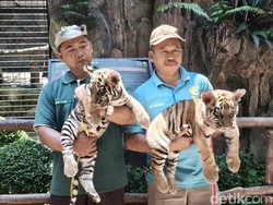 Sederet Fakta Kematian Huru dan Hara di Bandung Zoo
