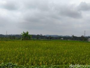 Produksi Padi Kuningan Januari-Agustus 2025 Tembus 305 Ribu Ton Produksi Padi Kuningan Januari-Agustus 2025 Tembus 305 Ribu Ton