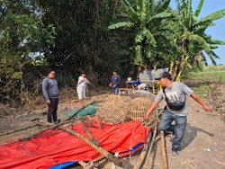 Arena Sabung Ayam di Mojokerto Diubrak-abrik Polisi, 5 Orang Ditangkap