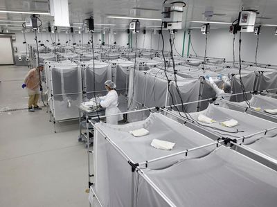 Potret Pabrik Nyamuk Super untuk Lawan Demam Berdarah di Brasil