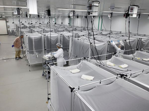 Potret Pabrik Nyamuk Super untuk Lawan Demam Berdarah di Brasil