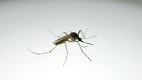 Brasil Bangun Pabrik Nyamuk, Produksi Ratusan Juta Wolbachia demi Cegah DBD