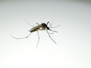 Brasil Bangun Pabrik Nyamuk, Produksi Ratusan Juta Wolbachia demi Cegah DBD Brasil Bangun Pabrik Nyamuk, Produksi Ratusan Juta Wolbachia demi Cegah DBD