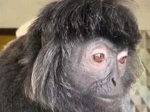 9 Tahun Dipelihara, Lutung Puber Kabur dan Bikin Panik Warga Ciamis 9 Tahun Dipelihara, Lutung Puber Kabur dan Bikin Panik Warga Ciamis