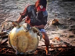 Penyu Hijau Ditemukan Mati di Ujunggenteng, Diduga Terjerat Jaring Penyu Hijau Ditemukan Mati di Ujunggenteng, Diduga Terjerat Jaring