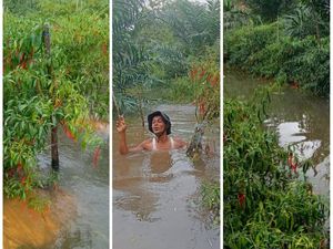 Petani Cabai di Musi Rawas Terancam Gagal Panen Akibat Banjir