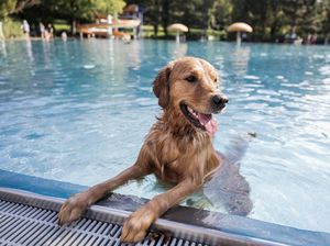 Potret Anjing-anjing Rayakan Akhir Musim Panas di Kolam Berlin