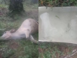 12 Sapi Mati Keracunan di Kebun Sawit Bungo, Pemilik Lapor Polisi