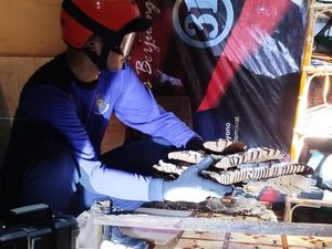 Warga Ponorogo Diserang Tawon Vespa yang Besarang dalam Kamar Warga Ponorogo Diserang Tawon Vespa yang Besarang dalam Kamar