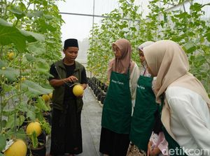 Santri di Jambi Bertani Wujudkan Ketahanan Pangan Pesantren Santri di Jambi Bertani Wujudkan Ketahanan Pangan Pesantren
