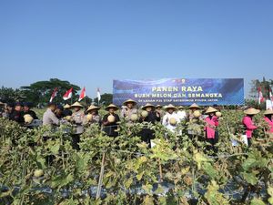 Brimob Polda Jatim Panen Melon-Semangka, Dukung Program Ketahanan Pangan Brimob Polda Jatim Panen Melon-Semangka, Dukung Program Ketahanan Pangan