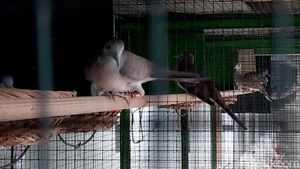 Melihat Perternakan Burung Perkutut di Malang