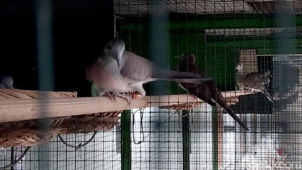 Melihat Perternakan Burung Perkutut di Malang