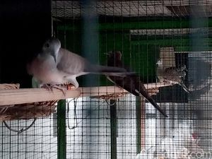 Melihat Perternakan Burung Perkutut di Malang
