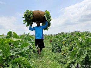 Pemerintah Diminta Segera Susun Peta Jalan Industri Tembakau Pemerintah Diminta Segera Susun Peta Jalan Industri Tembakau