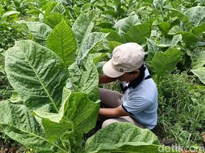 Cukai Rokok Tak Naik 2026, Petani & Industri Dapat Angin Segar Cukai Rokok Tak Naik 2026, Petani & Industri Dapat Angin Segar