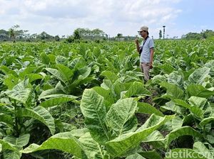 Semringah Petani Tembakau Lumajang Raup Cuan Ratusan Juta Semringah Petani Tembakau Lumajang Raup Cuan Ratusan Juta