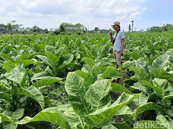 Semringah Petani Tembakau Lumajang Raup Cuan Ratusan Juta