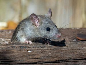 5 Cara Ampuh Usir Tikus Tanpa Racun, Aman untuk Anak dan Hewan Peliharaan 5 Cara Ampuh Usir Tikus Tanpa Racun, Aman untuk Anak dan Hewan Peliharaan