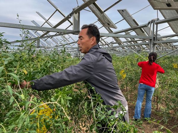 Unik, Panen Buah Goji Berry di Lahan Panel Surya Tiongkok
