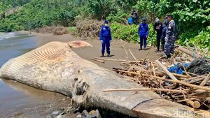 Bangkai Paus Balin Terdampar di Pantai Nglarap Tulungagung