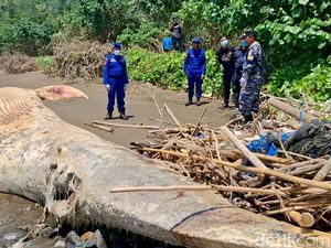 Bangkai Paus Balin Terdampar di Pantai Nglarap Tulungagung Bangkai Paus Balin Terdampar di Pantai Nglarap Tulungagung