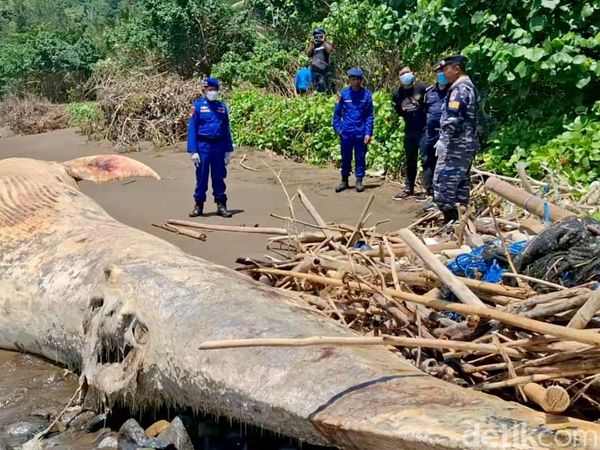 Bangkai Paus Balin Terdampar di Pantai Nglarap Tulungagung
