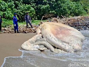 Video: Paus Balin Sepanjang 7 Meter Mati Terdampar di Pantai Nglarap Video: Paus Balin Sepanjang 7 Meter Mati Terdampar di Pantai Nglarap