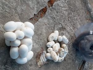 Hii! Kobra Jawa Jumbo dan 40 Telur Nongol di Warung Bakso Mlese Klaten Hii! Kobra Jawa Jumbo dan 40 Telur Nongol di Warung Bakso Mlese Klaten