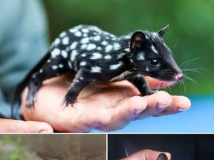 Hewan Aneh dan Unik Ini Asli, Bukan Editan Photoshop atau AI Hewan Aneh dan Unik Ini Asli, Bukan Editan Photoshop atau AI