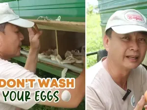 Jangan Langsung Dicuci, Ini Cara Simpan Telur agar Awet dari Peternak Jangan Langsung Dicuci, Ini Cara Simpan Telur agar Awet dari Peternak