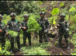 TNI Temukan 4 Ladang Ganja di Pegunungan Bintang Papua