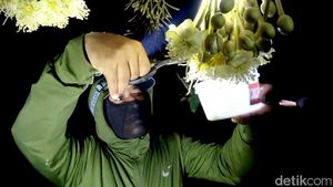 Petani Lamongan Hasilkan Durian Premium dari Kawin Silang